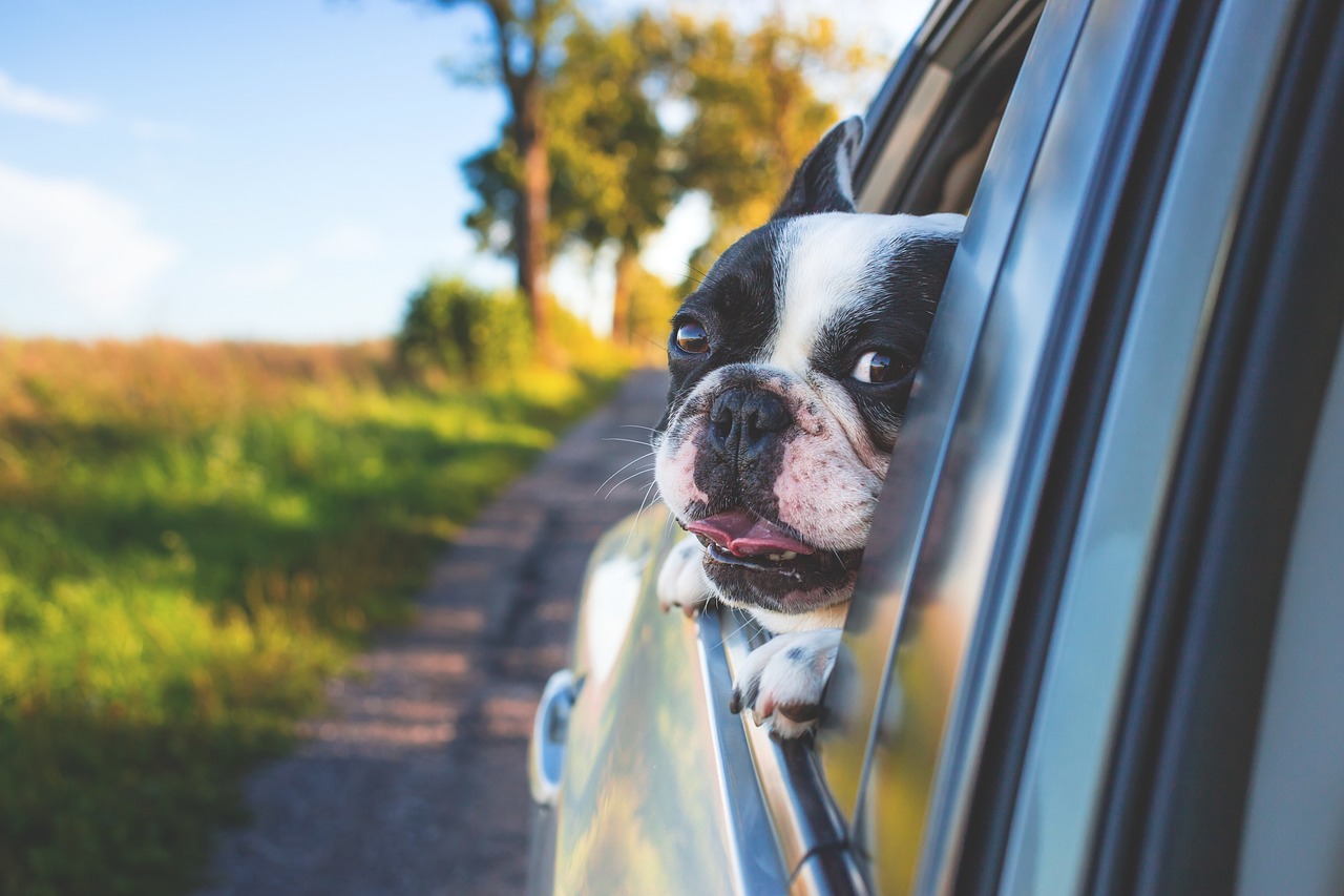 Dog traveling in the car with their head out the window