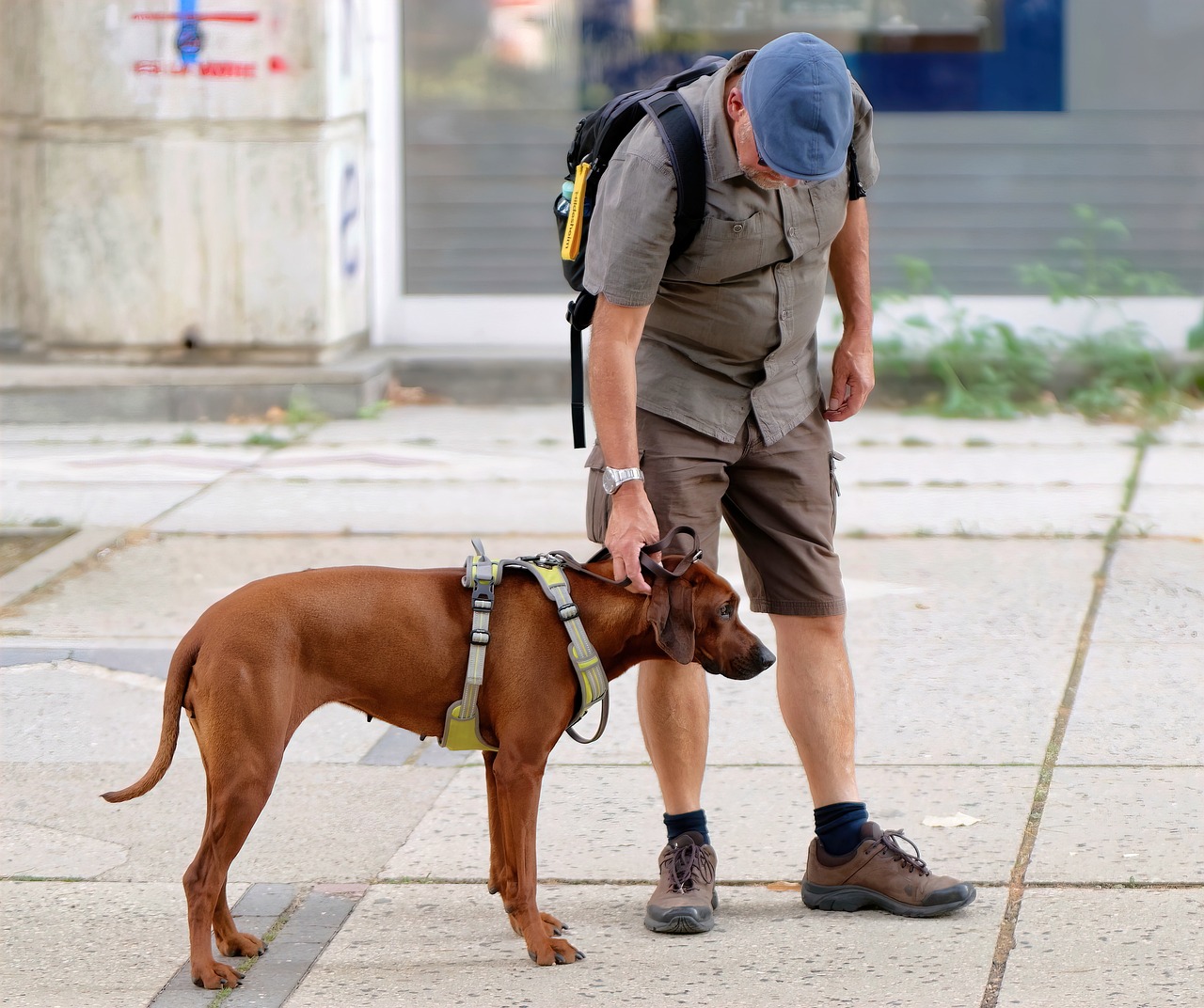 Traveling with your dog